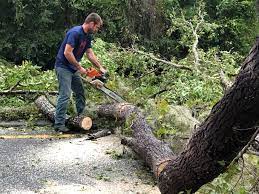 Best Tree Maintenance Programs  in Collings Lakes, NJ