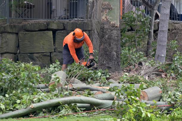 Best Tree Removal  in Collings Lakes, NJ